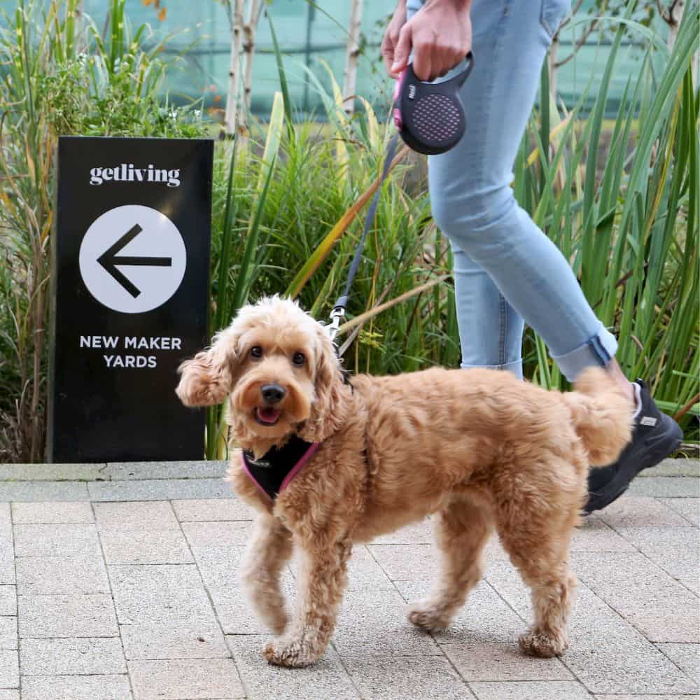 A playful dog looking towards the camera while being walked along the Middlewood Locks canal