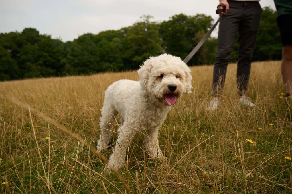 Image 9: The Oakgate, Surrey, KT22 7RZ