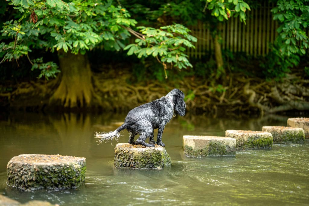 Image 4: The Oakgate, Surrey, KT22 7RZ